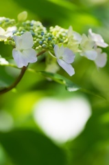 ヒカリと紫陽花 〜 まぁるいハート 〜