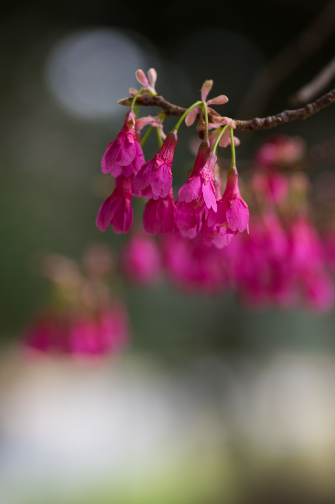 寒緋桜