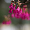 寒緋桜