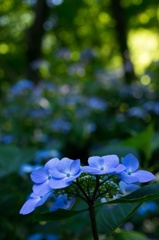 ヒカリと紫陽花 〜 小さな色玉 〜