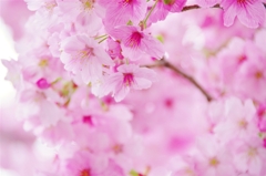 バス停の桜