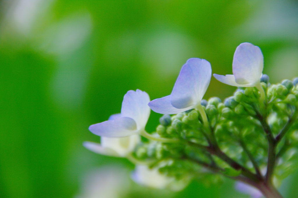 紫陽花