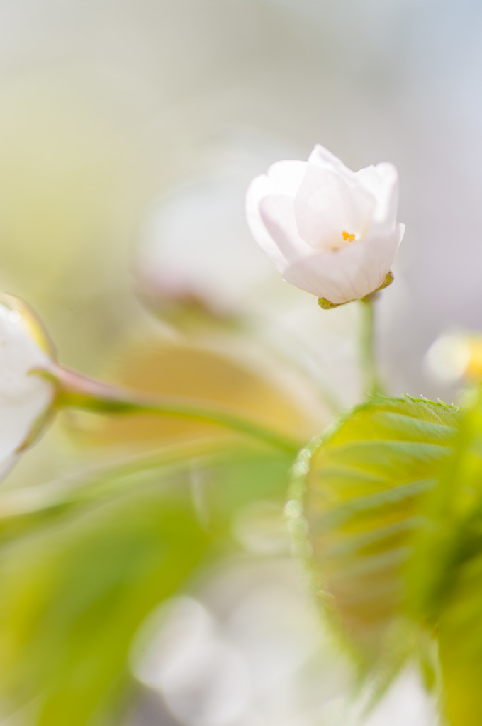 Sakura in the Light　No.2／3