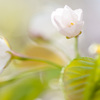 Sakura in the Light　No.2／3