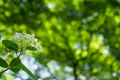 ヒカリと紫陽花 〜 ビー玉の樹 〜