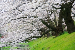 根川緑道の桜