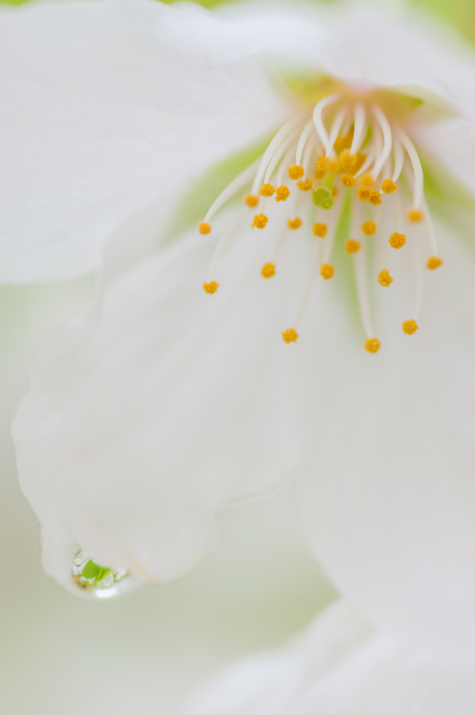 Sakura with Raindrops No.2／2