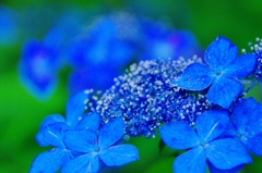 紫陽花