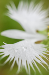 さぎ草と雨粒