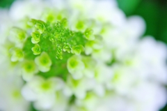 紫陽花