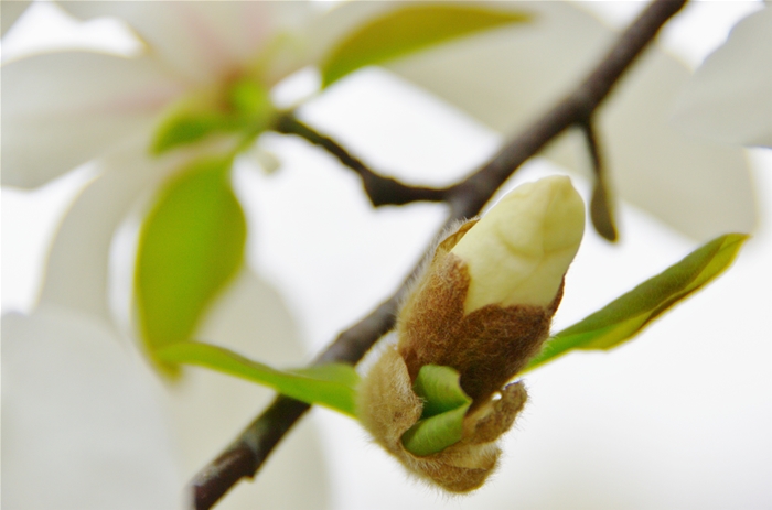 春の花たち