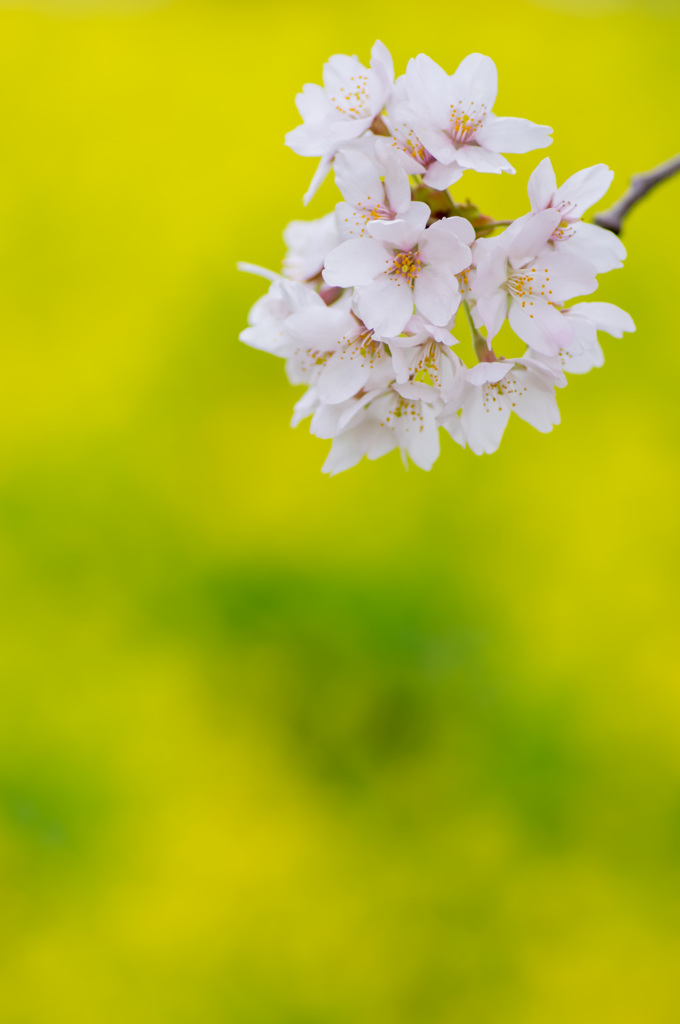 サクラ菜の花
