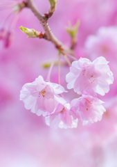 ももいろ春うらら ~枝垂桜～ No.1／3