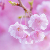 ももいろ春うらら ~枝垂桜～ No.1／3