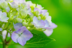 紫陽花