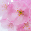 愛をこめて花束を No.2／5