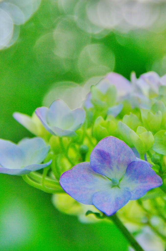 紫陽花