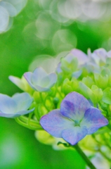 紫陽花