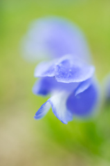 ５月のハーブ園：ムシャリンドウ（武者竜胆）