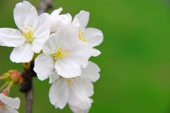 根川緑道の桜