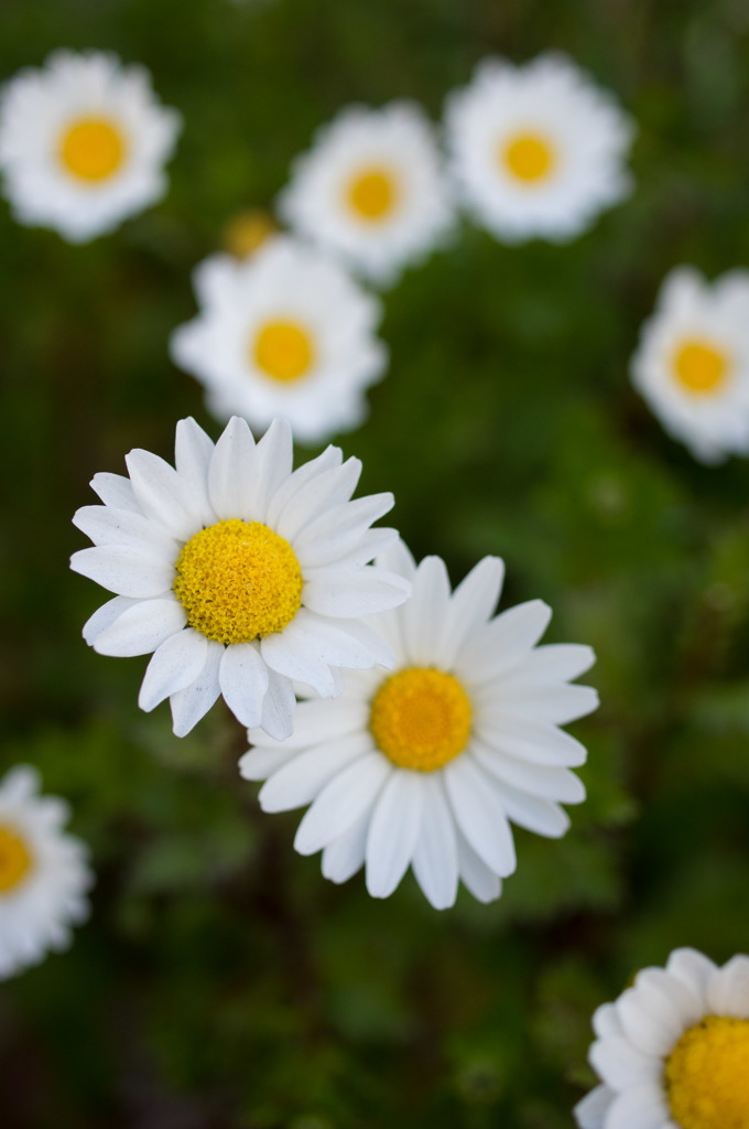 １月の花壇1