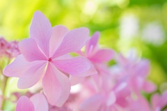 ヒカリと紫陽花 〜 遊 〜