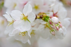 根川緑道の桜