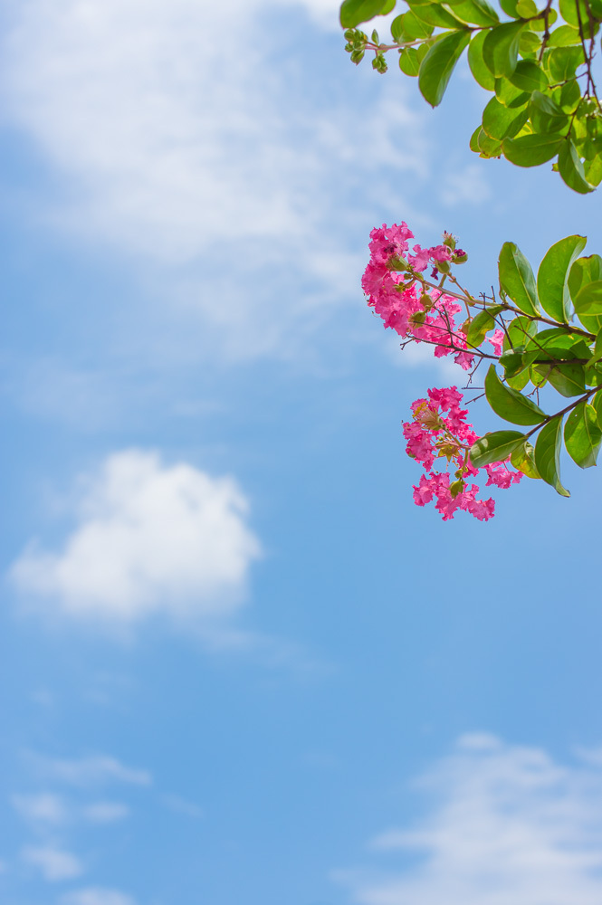 サルスベリ・・・夏空