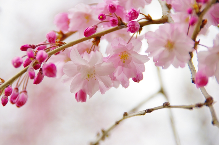 根川緑道の桜