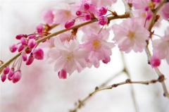 根川緑道の桜