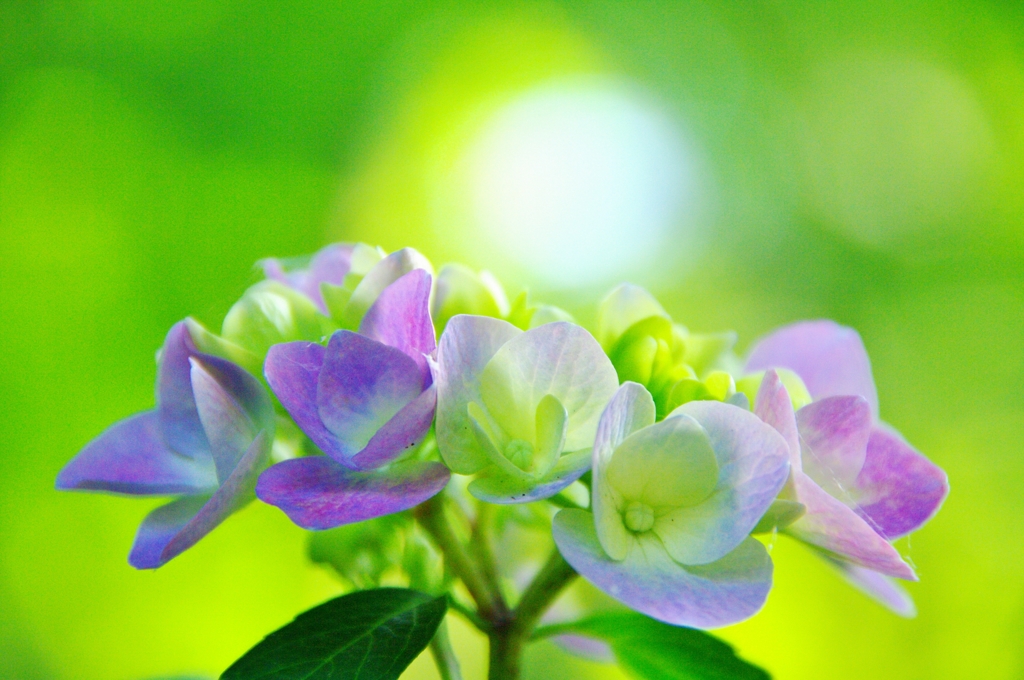 紫陽花