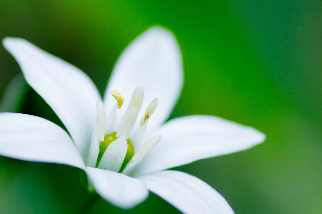 深緑色と大甘菜（おおあまな）１