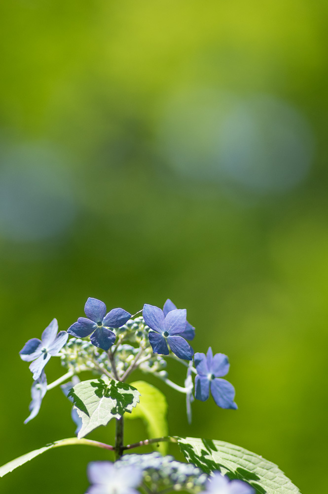 東京都・高幡不動尊の紫陽花