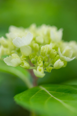 ５月２５日咲き始めの紫陽花１