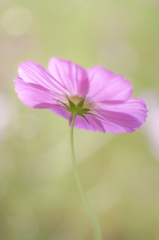 ヒカリと秋桜003