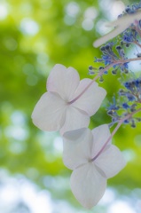 ヒカリと紫陽花 〜 二人で 〜
