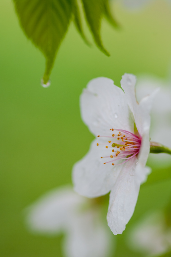 Sakura with Raindrops No.1／2