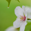 Sakura with Raindrops No.1／2