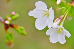 根川緑道の桜