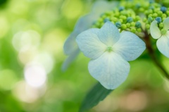 ヒカリと紫陽花 〜 並んで 〜