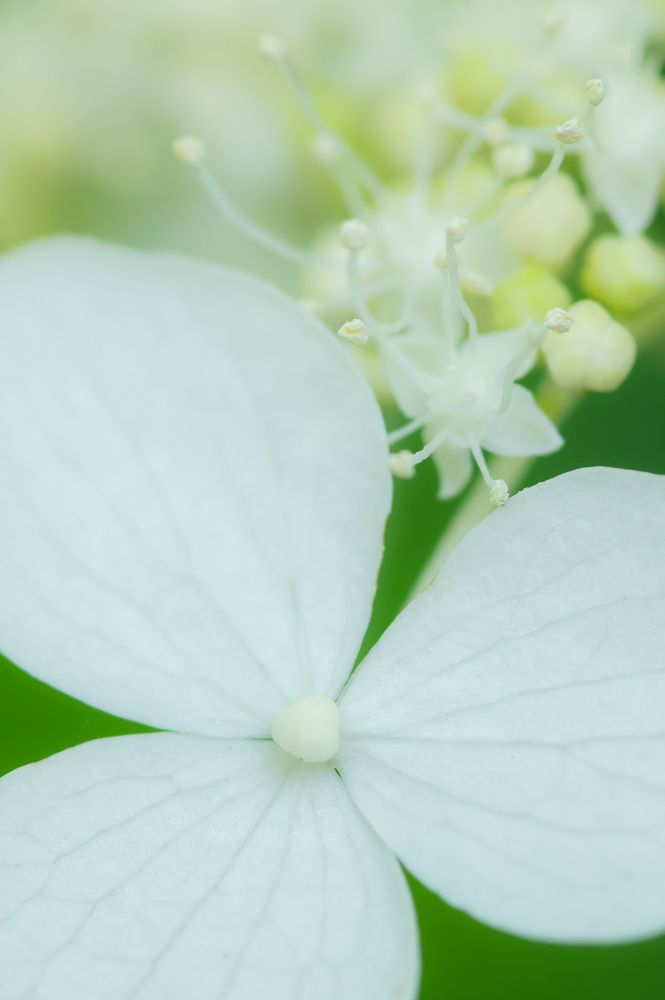 東京都・高幡不動尊の紫陽花