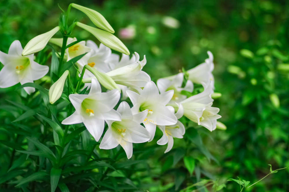 ゆりの花束