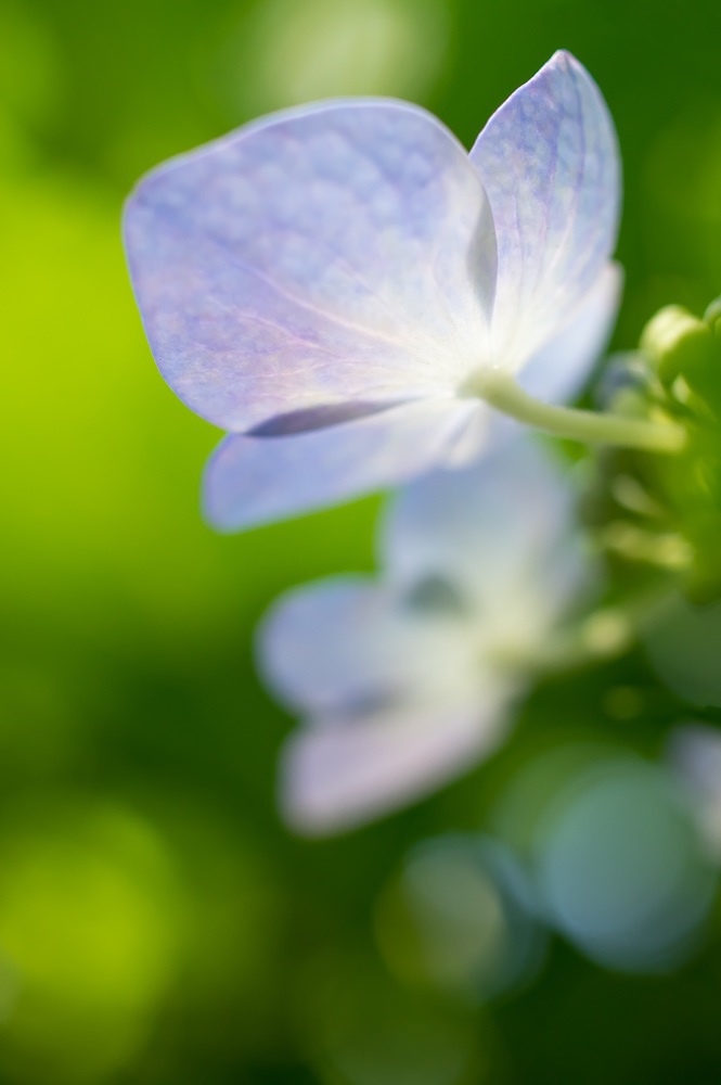 ヒカリと紫陽花 〜 透過光 〜