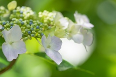 ヒカリと紫陽花 〜 月夜のように 〜