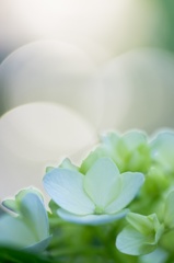 ヒカリと紫陽花