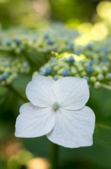 ヒカリと紫陽花 〜金色〜