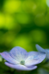 ヒカリと紫陽花 〜 想い 〜