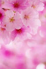 バス停の桜
