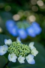 ヒカリと紫陽花 〜 かんむり 〜