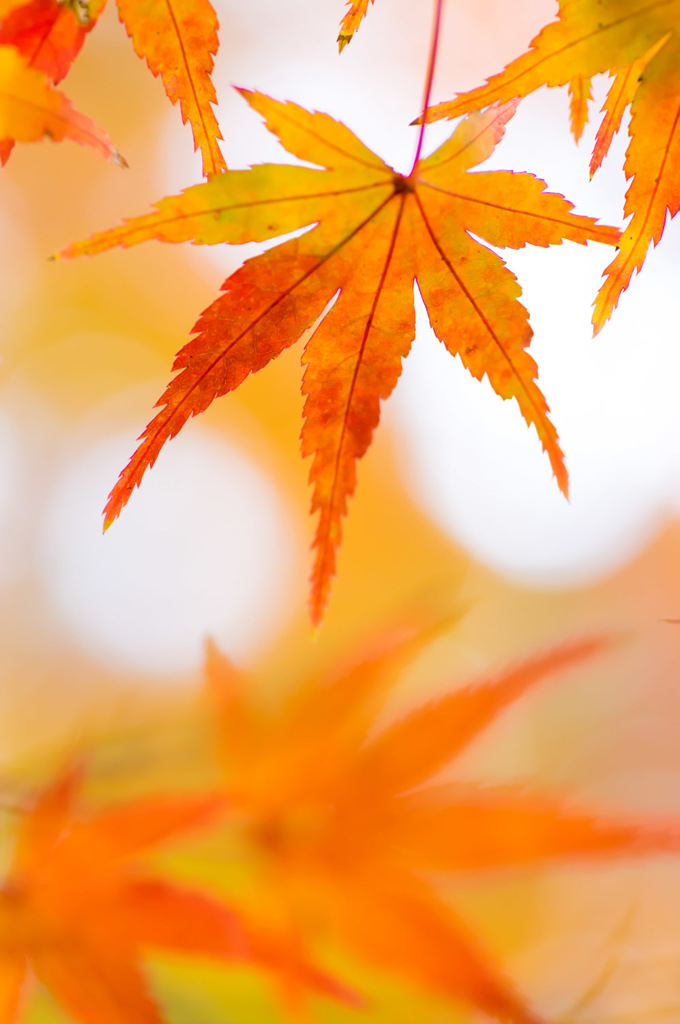 Story of November No.12